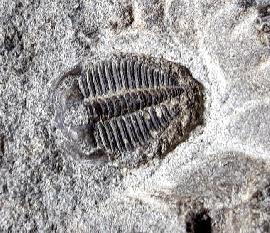 Olenus truncatus (BRNNICH 1871) - Bild © FossNet FossilienStore